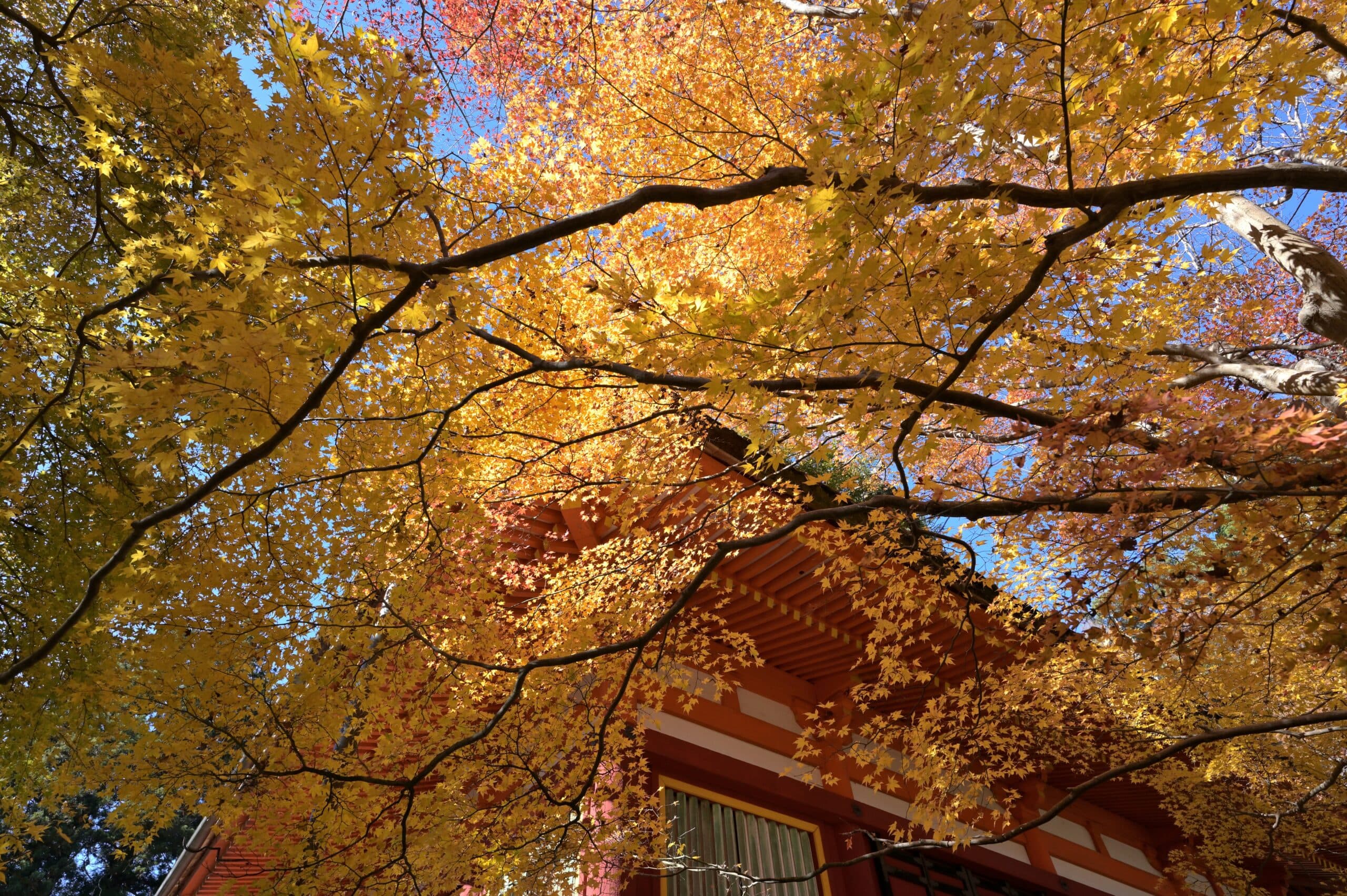 5 Essential Fall Home Maintenance Tips for Golden Valley Homeowners
